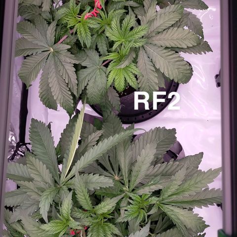 Trichome Orchards growlog timeline photo