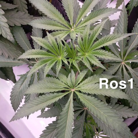 Trichome Orchards growlog timeline photo