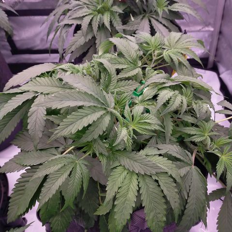 Trichome Orchards growlog timeline photo