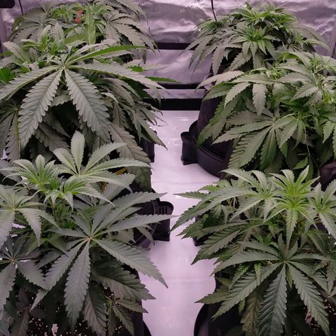 Trichome Orchards growlog timeline photo