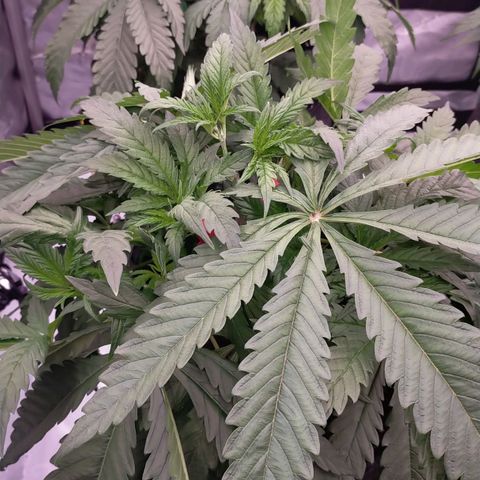 Trichome Orchards growlog timeline photo