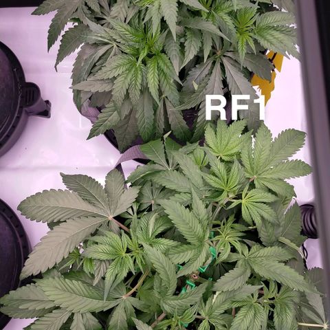 Trichome Orchards growlog timeline photo