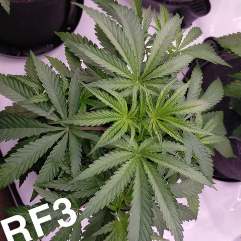 Trichome Orchards growlog timeline photo