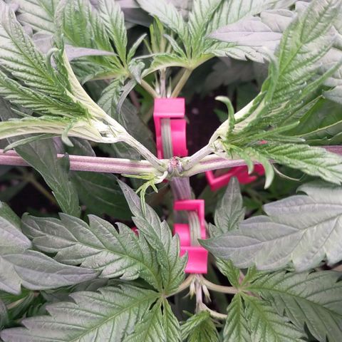 Trichome Orchards growlog timeline photo
