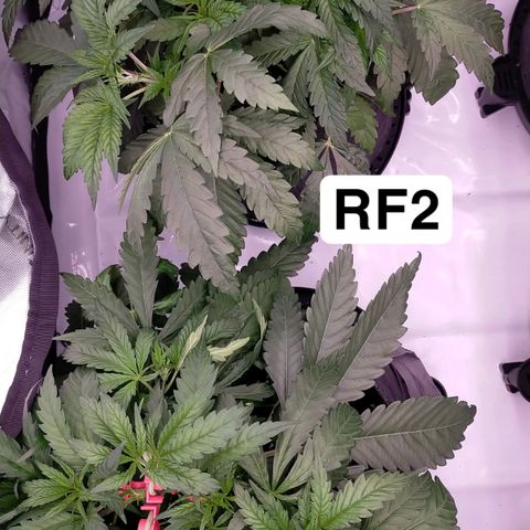 Trichome Orchards growlog timeline photo