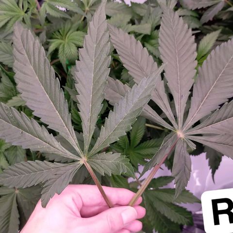 Trichome Orchards growlog timeline photo