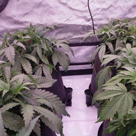 Trichome Orchards growlog timeline photo