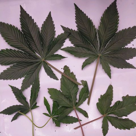 Trichome Orchards growlog timeline photo