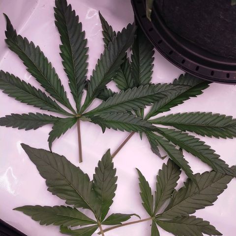 Trichome Orchards growlog timeline photo