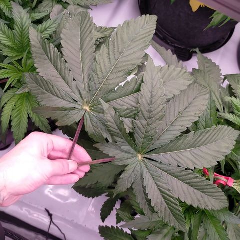 Trichome Orchards growlog timeline photo
