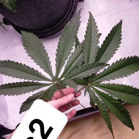 Trichome Orchards growlog timeline photo