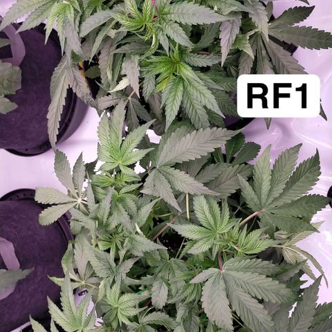 Trichome Orchards growlog timeline photo