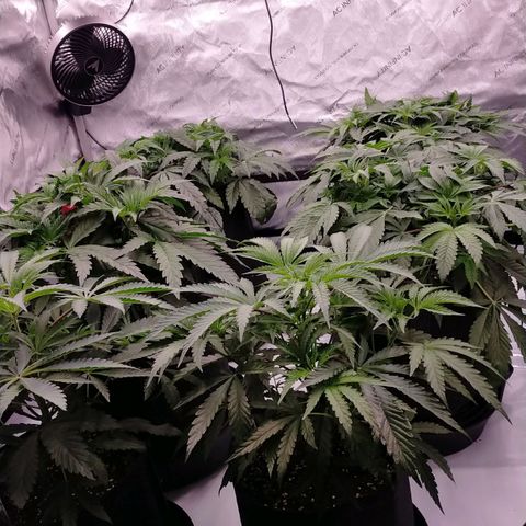 Trichome Orchards growlog timeline photo