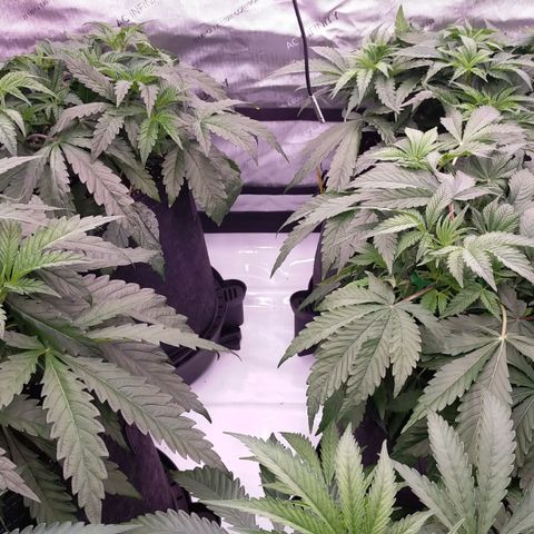 Trichome Orchards growlog timeline photo