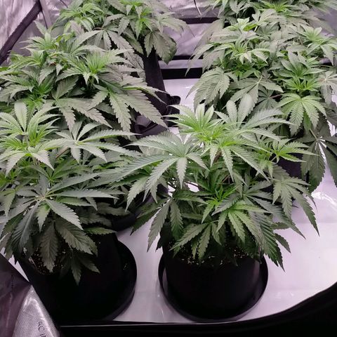 Trichome Orchards growlog timeline photo
