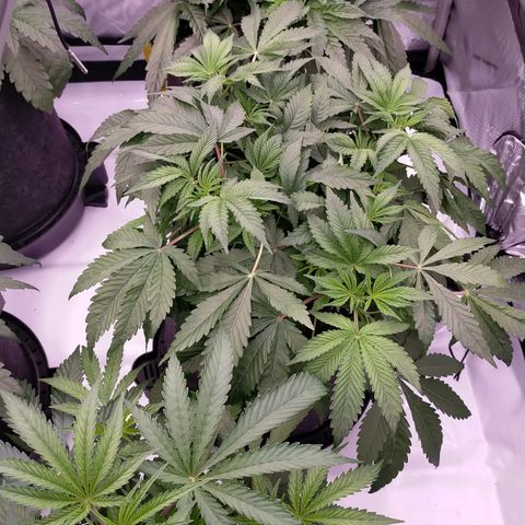 Trichome Orchards growlog timeline photo