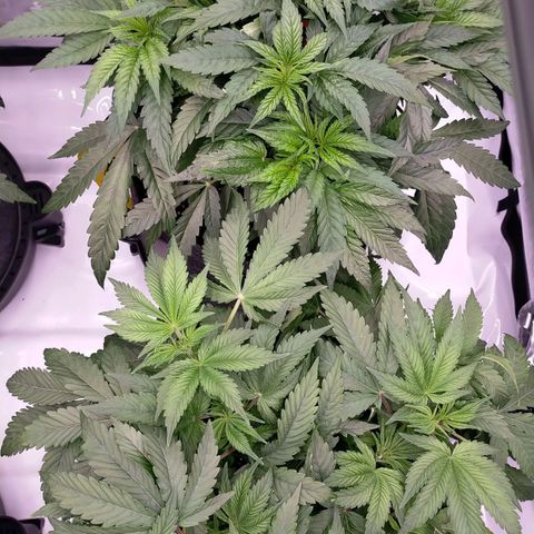 Trichome Orchards growlog timeline photo