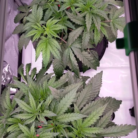 Trichome Orchards growlog timeline photo