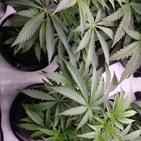 Trichome Orchards growlog timeline photo