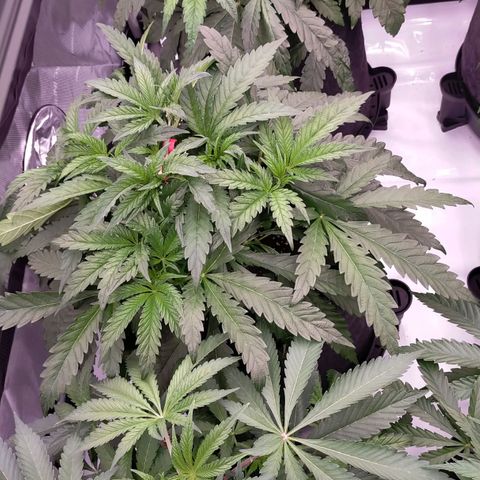 Trichome Orchards growlog timeline photo
