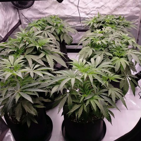 Trichome Orchards growlog timeline photo