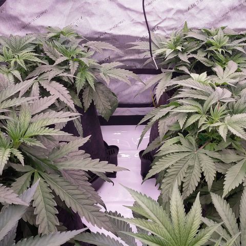 Trichome Orchards growlog photo: 8hours since watering
