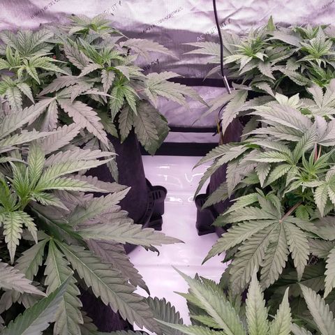Trichome Orchards growlog photo: 8hours since watering