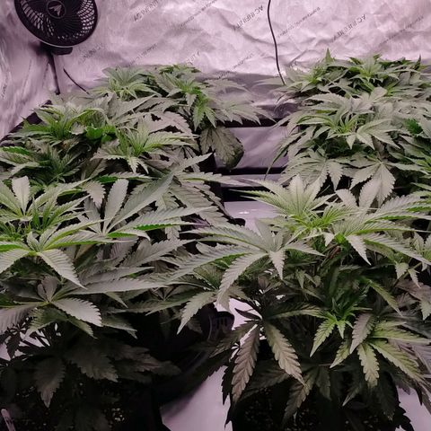 Trichome Orchards growlog photo: 8hours since watering