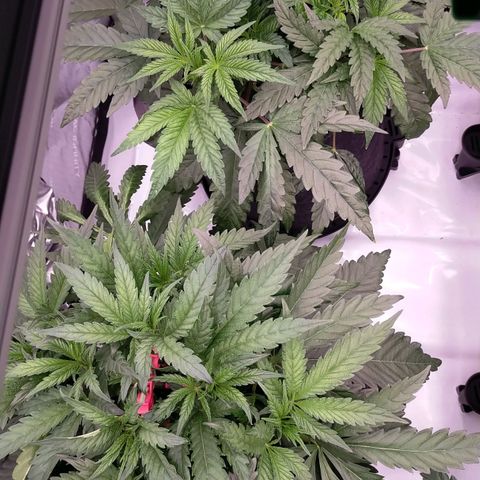 Trichome Orchards growlog photo: 8hours since watering