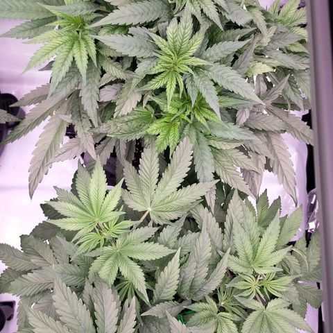 Trichome Orchards growlog photo: 8hours since watering