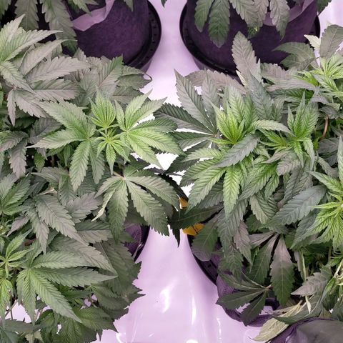 Trichome Orchards growlog photo: Defol 