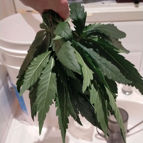 Trichome Orchards growlog photo: Defol 