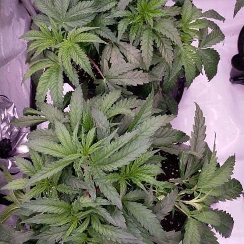 Trichome Orchards growlog photo: Defol 