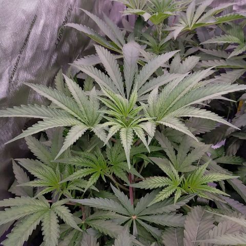 Trichome Orchards growlog photo: Defol