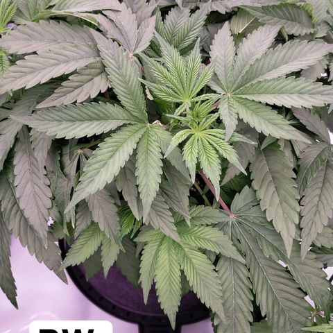 Trichome Orchards growlog photo: Defol