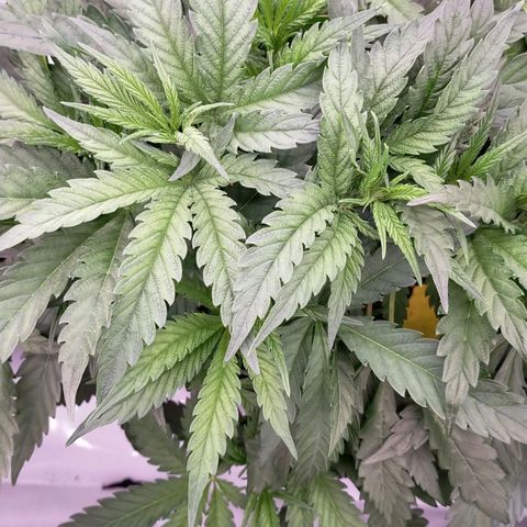 Trichome Orchards growlog photo: Defol