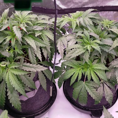 Trichome Orchards growlog photo: Defol 
