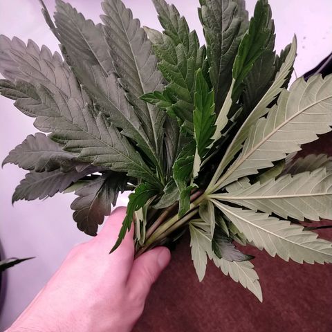 Trichome Orchards growlog photo: Defol 