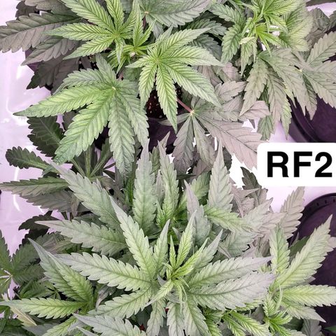 Trichome Orchards growlog photo: Defol