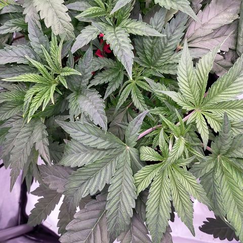 Trichome Orchards growlog photo: Defol