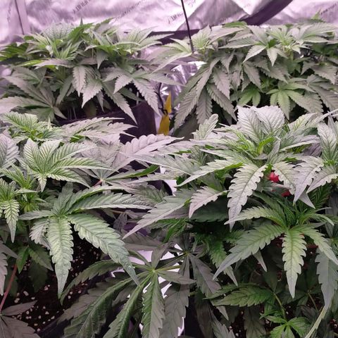 Trichome Orchards growlog photo: Defol