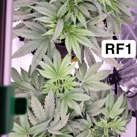 Trichome Orchards growlog photo: Defol
