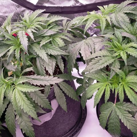 Trichome Orchards growlog photo: Defol 