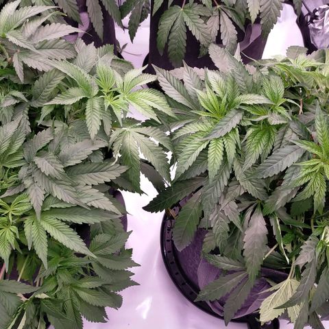 Trichome Orchards growlog photo: Defol 