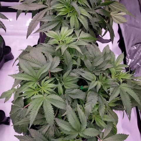 Trichome Orchards growlog photo: Defol 
