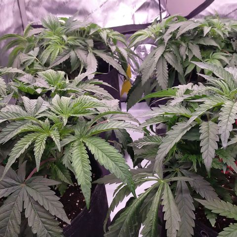 Trichome Orchards growlog photo: Defol 