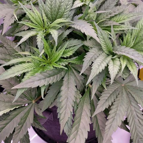 Trichome Orchards growlog photo: Defol