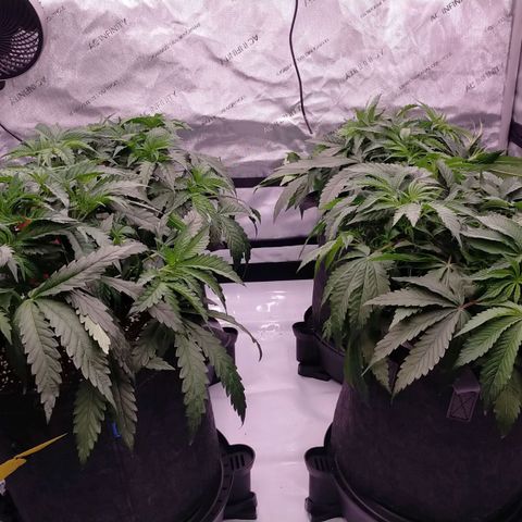 Trichome Orchards growlog photo: Defol 