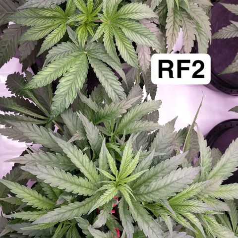 Trichome Orchards growlog timeline photo