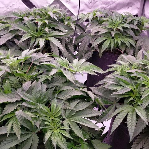 Trichome Orchards growlog timeline photo